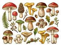 Vintage botanical illustration of various mushroom and toadstool species with ferns and foliage on isolated white background, suitable for educational materials, design projects, and nature-themed applications.