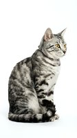 Silver tabby cat with yellow eyes sitting on white background isolated for pet design projects.