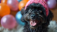 Black toy poodle dog wearing pink knitted hat against colorful balloon background, looking happy with tongue out, perfect for pet celebration themes.