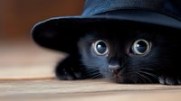 Curious black cat with bright blue eyes peeking out from under dark hat, close-up portrait on wooden surface showing playful hiding behavior.