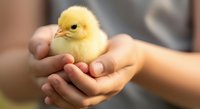 Young child holding a fluffy yellow chick in cupped hands, depicting care, nurturing, and gentle animal handling for educational or family content.
