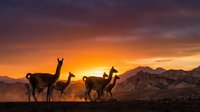 Silhouettes of llama herd against dramatic sunset sky with mountain landscape. Wildlife photography capturing South American animals in natural habitat.