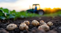 Fresh harvested potatoes lying on dark soil with tractor silhouette and golden sunset in background, agricultural field during autumn harvest season.