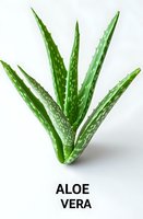 Aloe vera plant with striped green leaves isolated on white background, suitable for botanical, wellness, skincare, and natural remedy design projects.