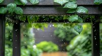 Raindrops falling on green ivy leaves against dark wooden fence, creating atmospheric garden scene with bokeh effect and natural summer rainfall.