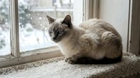 Siamese cat with dark points resting on windowsill, gazing outdoors at snowy winter landscape through glass pane, cozy indoor pet scene.