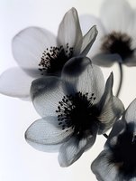 Delicate translucent anemone flowers in monochrome gray tones with dark centers against white background, creating ethereal botanical art composition.