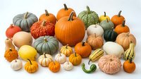 Colorful autumn pumpkin and gourd collection featuring orange, white, green and yellow varieties in different shapes and sizes for fall harvest decoration.