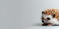 Adorable African pygmy hedgehog with spiky brown quills and white furry face peeking from side on light gray background, isolated with copy space.