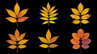 Autumn leaf arrangements in golden and orange tones, isolated on transparent background. Six stylized foliage designs ready for clipart, t-shirt designs, stickers, sublimation, print-on-demand products, and digital crafts.