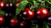 Fresh ripe red cherry tomatoes growing on vine with water drops and green leaves in garden, macro close up shot showing natural texture and details.