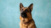 German Shepherd dog portrait on turquoise background wearing collar looking alert and attentive for pet photography and animal portraits.