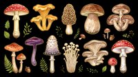 Watercolor mushroom collection isolated on transparent background, featuring various forest fungi with botanical leaves and acorns, for stickers, clipart, and print on demand.