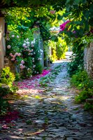 Sunlit garden path with pink climbing roses along stone walls, scattered petals on cobblestone walkway creating magical atmosphere in lush green setting.