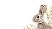 Young gray rabbit with long ears amid golden wildflowers and grass on white background, watercolor style artwork for nature-themed designs and spring season illustrations.