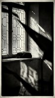 Sleeping cat rests on windowsill beside geometric patterned glass doors, dramatic sunlight and shadows streaming through window creating moody interior scene.