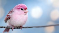 Small pink finch bird perched on wire against soft blue sky with bokeh lights, adorable songbird in natural outdoor setting for wildlife photography.