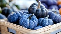 Unique blue pumpkins in rustic wooden basket, seasonal autumn harvest with speckled and mottled decorative gourds creating moody fall display.