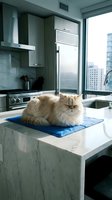 Fluffy Persian cat sitting on blue mat in modern luxury kitchen with marble countertops and city view through large windows for pet lifestyle content.