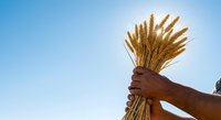 Golden wheat stalks held high against clear blue sky, symbolizing harvest, agriculture, and abundance for farming and food industry designs.