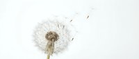 Mature dandelion seedhead with dispersing seeds on white background, isolated for design use on merchandise and promotional materials.