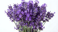 Vibrant purple lavender bunch with fresh green stems isolated on white background, ready for floral design, botanical illustrations, and decorative projects.