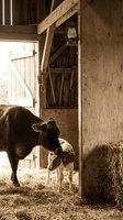 Adult brown cow with white markings nuzzling young calf in rustic barn doorway with vintage lantern and farm tools, warm sunlight streaming through open wooden door.
