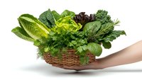 Fresh mixed greens and herbs in wicker basket held by hand, featuring lettuce, spinach, dill and leafy vegetables isolated on white background for healthy cooking.