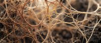 Neural network connections with synapses and dendrites in warm golden tones showing brain activity and neuroscience research applications.