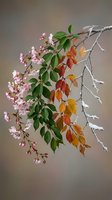 Delicate cherry blossom branch with pink flowers and colorful autumn leaves against soft blurred background showcasing seasonal transition and natural beauty.