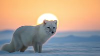 Arctic fox in white winter coat standing on snow during golden sunset with warm orange sky background creating peaceful wildlife scene.