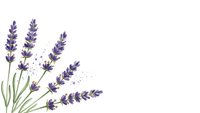 Watercolor lavender flowers with green stems isolated on white background for aromatherapy and botanical design projects.