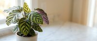 Prayer plant with colorful striped leaves in terracotta pot on windowsill creating peaceful indoor garden atmosphere for home decor and plant care.
