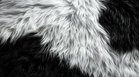 Dramatic black and white close-up of animal fur texture showing contrasting dark and light fluffy patches creating an abstract natural pattern. Great for textile design.