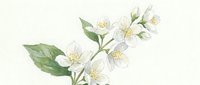Delicate white jasmine flowers with green leaves and yellow stamens on soft beige background, botanical illustration for floral design and nature artwork.