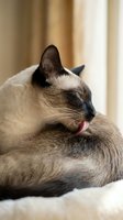 Siamese cat with dark points and cream colored coat licking its paw while resting indoors, grooming behavior and pet care concept.