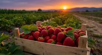 Fresh ripe strawberries in wooden crate at sunset on farm field. Organic berry harvest agriculture concept for healthy food packaging design.
