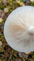 Close-up view of white mushroom cap showing detailed gill structure underneath in natural forest setting with blurred autumn foliage background.