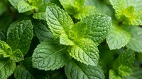 Fresh green mint leaves with detailed texture and veins, aromatic herb for cooking, tea, cocktails and natural remedies in organic garden setting.