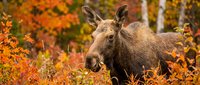 Female moose standing among vibrant autumn foliage with golden and orange leaves creating natural wildlife habitat scene for outdoor adventure content.
