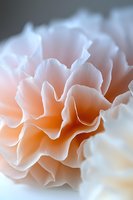 Delicate peach and white carnation petals in macro photography showing soft ruffled layers with dreamy bokeh background, creating romantic floral art composition.
