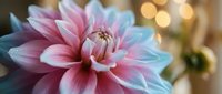 Pink and white dahlia flower in full bloom with soft bokeh lights creating warm atmospheric background for wedding decor and floral arrangements.