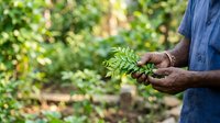 Farmer holding fresh harvested tamarind pods with green leaves in hands outdoors, agricultural produce and organic farming concept for food industry and harvest themes.