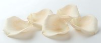 Delicate cream rose petals scattered on white surface, soft natural lighting highlighting translucent texture and gentle curves, suitable for wedding, spa, beauty and floral design projects.