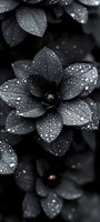 Dark petals covered in morning dew drops create dramatic monochrome composition. Close-up macro photography reveals delicate water droplets on flower surface.