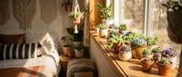 Cozy bedroom windowsill with potted succulents and plants in warm sunlight, creating a serene indoor garden space for home decor and plant lovers.
