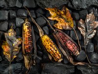 Colorful grilled corn cobs and autumn oak leaves arranged on black stones, dramatic food photography with natural lighting and rustic harvest atmosphere.