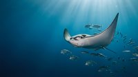 Majestic manta ray gliding through deep blue ocean waters with sunbeams and school of fish in tropical marine environment for underwater photography projects.