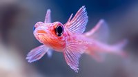 Pink and purple tropical fish with flowing fins swimming gracefully against dark blue background, macro underwater photography showing detailed scales and fins.