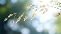 Delicate golden oat grass stems against soft bokeh background, creating dreamy natural atmosphere for wellness, organic, and eco-friendly designs.